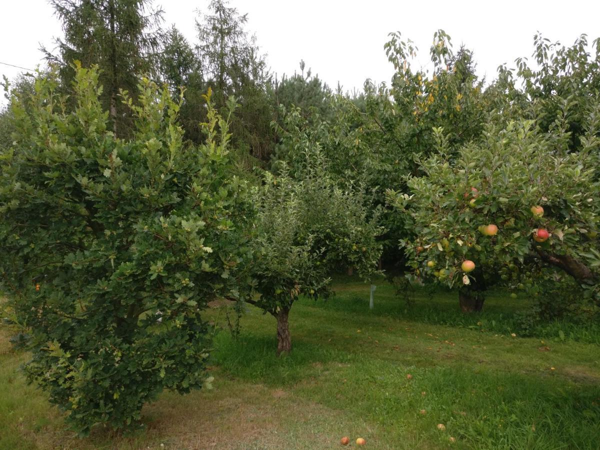 Agroturystyka Pod Czarna Sosna Bialy Lug Bagian luar foto